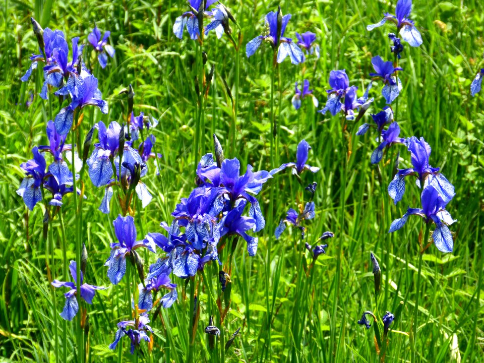 Flowers blütenmeer raindrop