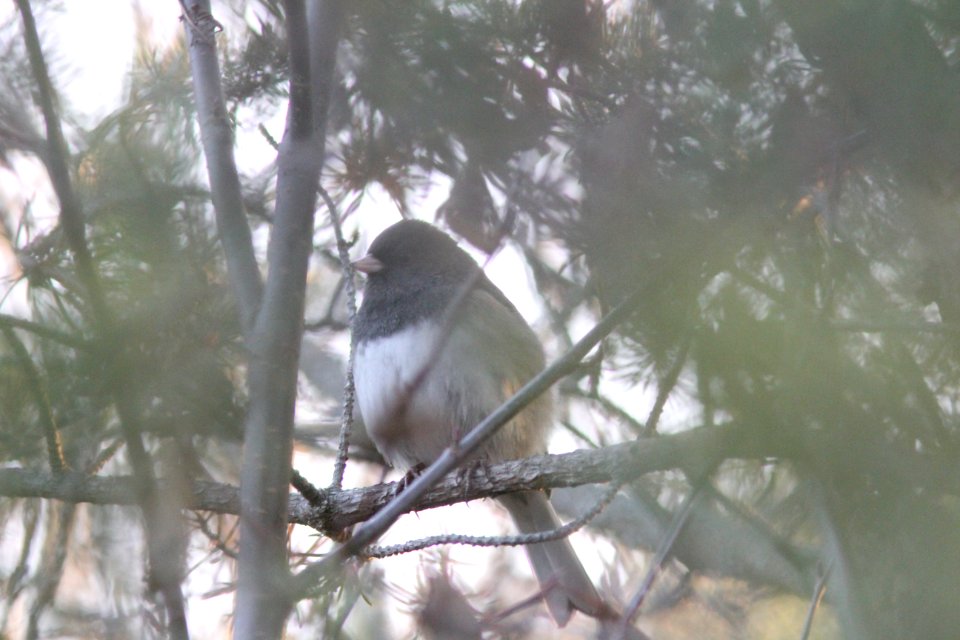 possible "Cassiar" Dark-eyed Junco, Whitefish Point, MI