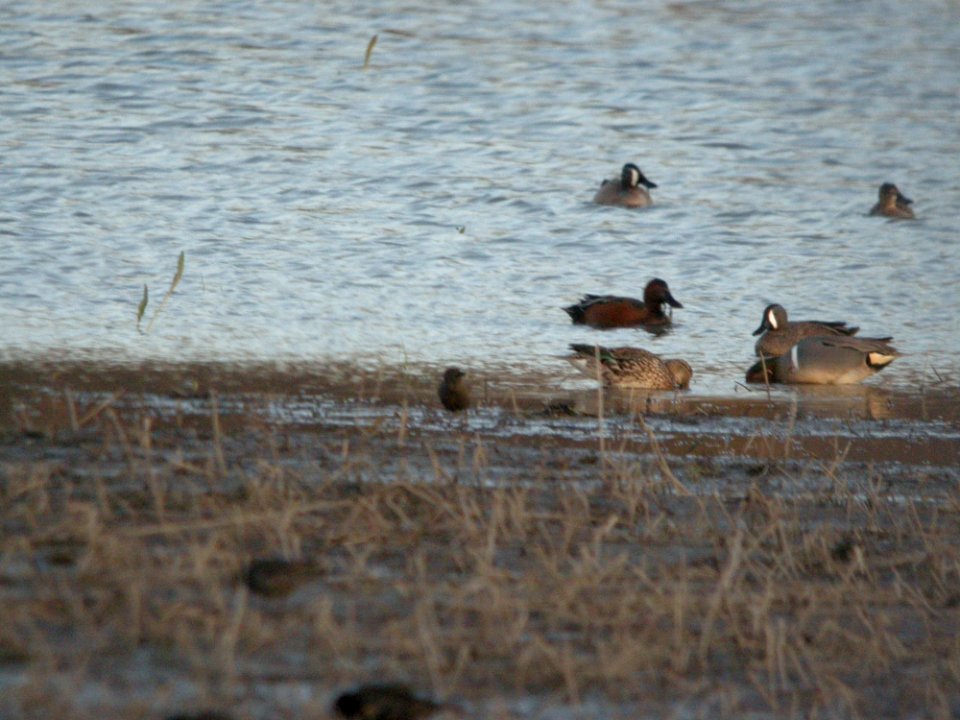 Cinnamon Teal, Maple River SGA, MI, March 25, 2012