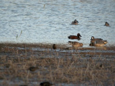 Cinnamon Teal, Maple River SGA, MI, March 25, 2012