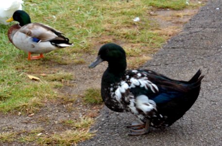 Duck unknown identification.