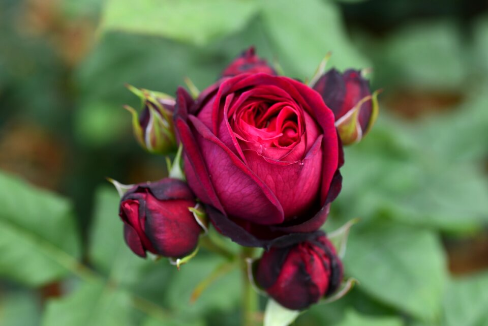 Rose buds flowers