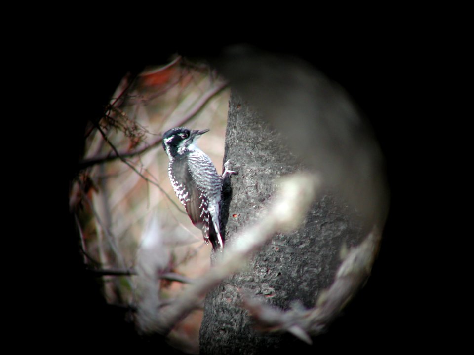 American Three-toed Woodpecker, Keystone Bay burn, Keweenaw Co., MI