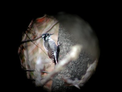 American Three-toed Woodpecker, Keystone Bay burn, Keweenaw Co., MI