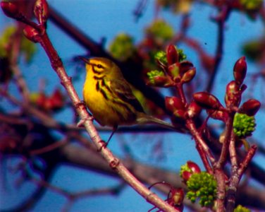 Prairie Warbler, Missoula, MT (3rd state record), April 21, 2003 photo