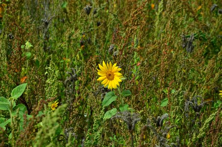 Individually nature background photo