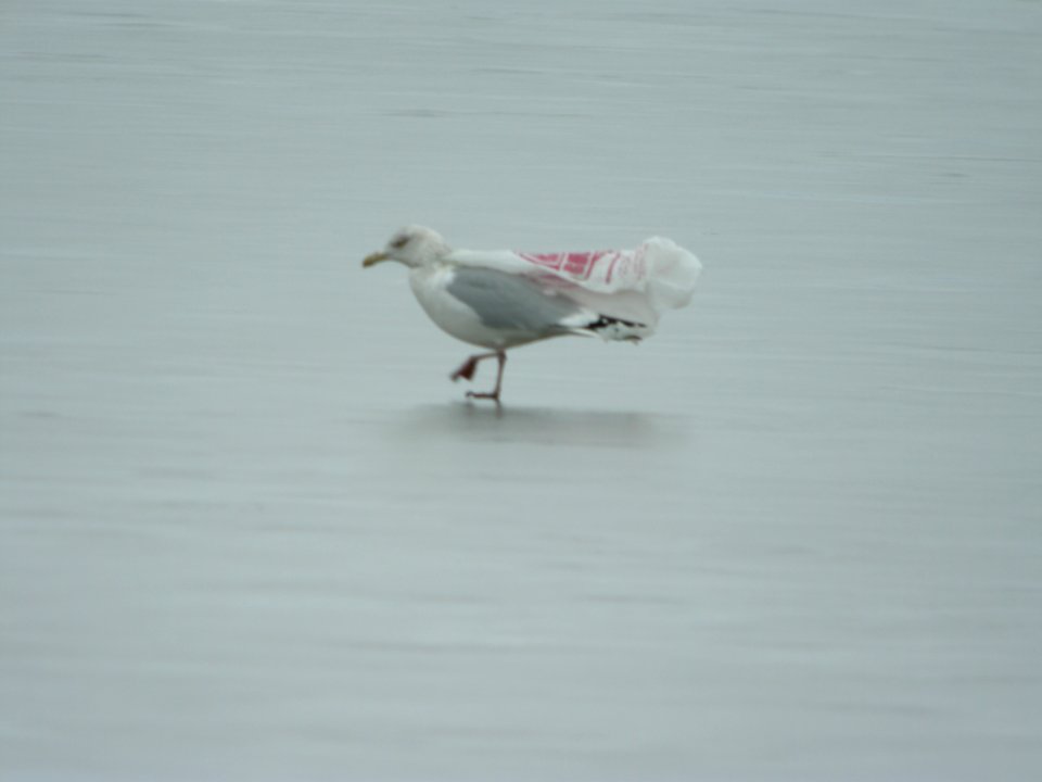 Herring Gull with plastic bag on neck, Muskegon Wastewater Complex, January 7, 2012