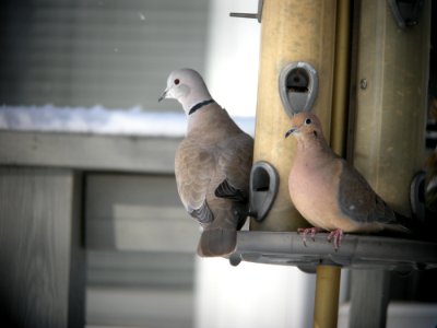Eurasian Collared-Dove