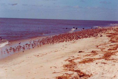 Red Knots, Sanderlings, and Dunlins, Villas, NJ