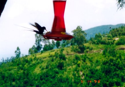 Red-billed Streamertail, Hardwar Gap, Jamaica, May 14, 1998