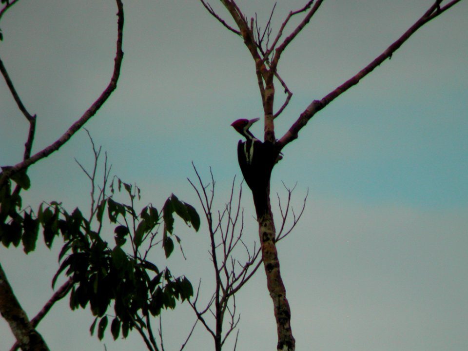 Crimson-crested Woodpecker, Sani Lodge canopy tower, Sucumbíos, Ecuador, July 12, 2004