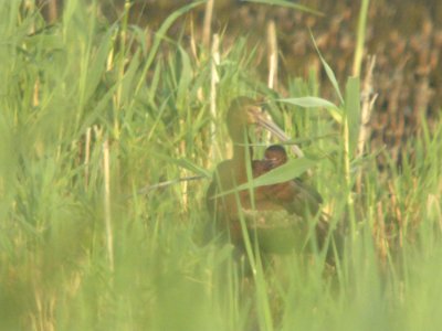White-faced Ibis with apparent hybrid White-faced X Glossy Ibis (back), Pointe Mouillee SGA, MI