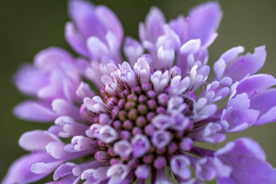 Purple macro pollen