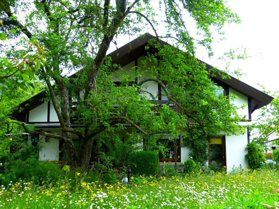 Apple tree away green