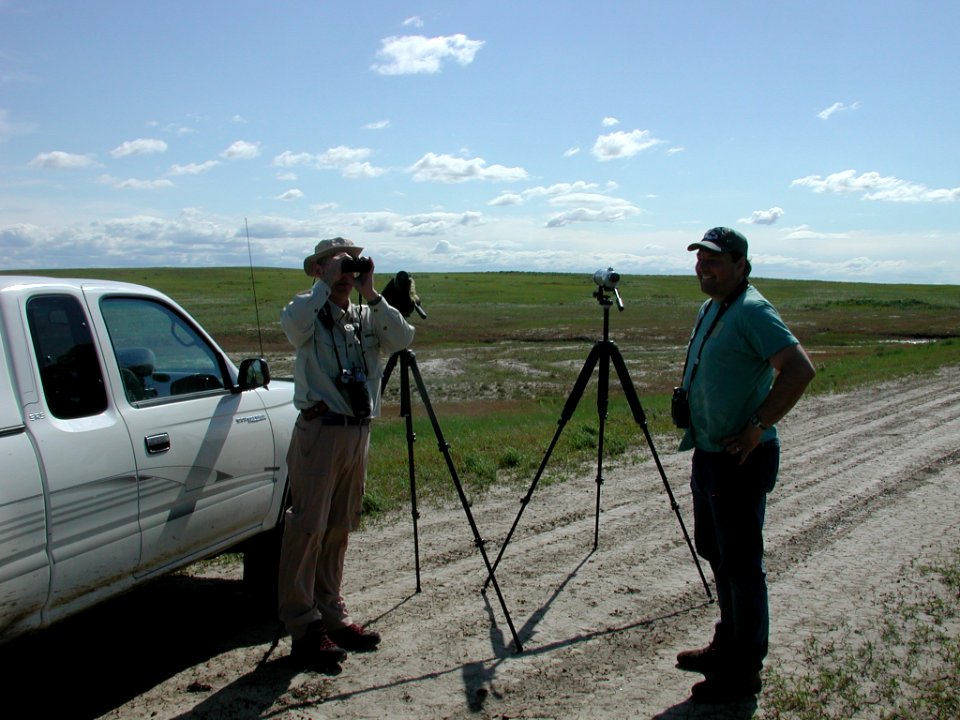 Searching for Mountain Plover