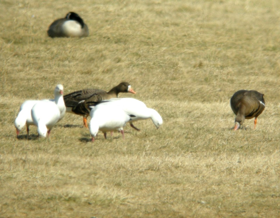 Greater White-fronted Geese (2 of 2), Allegan Co., MI, March 10, 2012