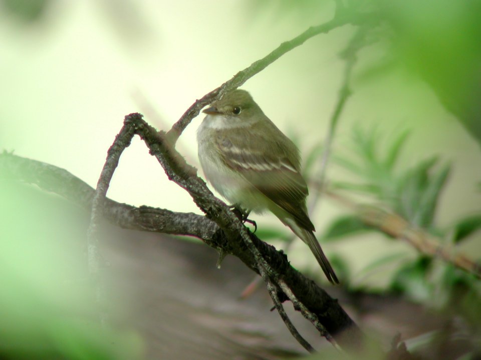 Alder Flycatcher, Cook Lake Park, Miles City, MT