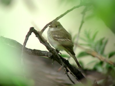 Alder Flycatcher, Cook Lake Park, Miles City, MT