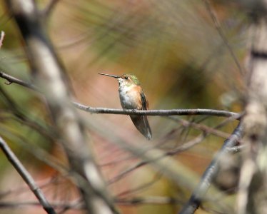 Rufous/Allen's Hummingbird, Gowen, MI, 8 October, 2012