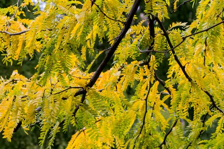 Golden autumn autumn mood ailanthus altissima