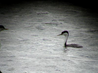 Hybrid (?) Aechmophorus grebe, Medicine Lake, MT
