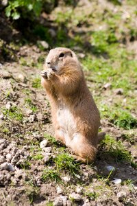 Cute animal portrait animal world