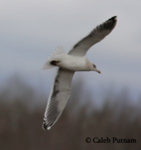 Slaty-backed Gull, Republic Landfill, Bay Co., MI, December 15, 2011