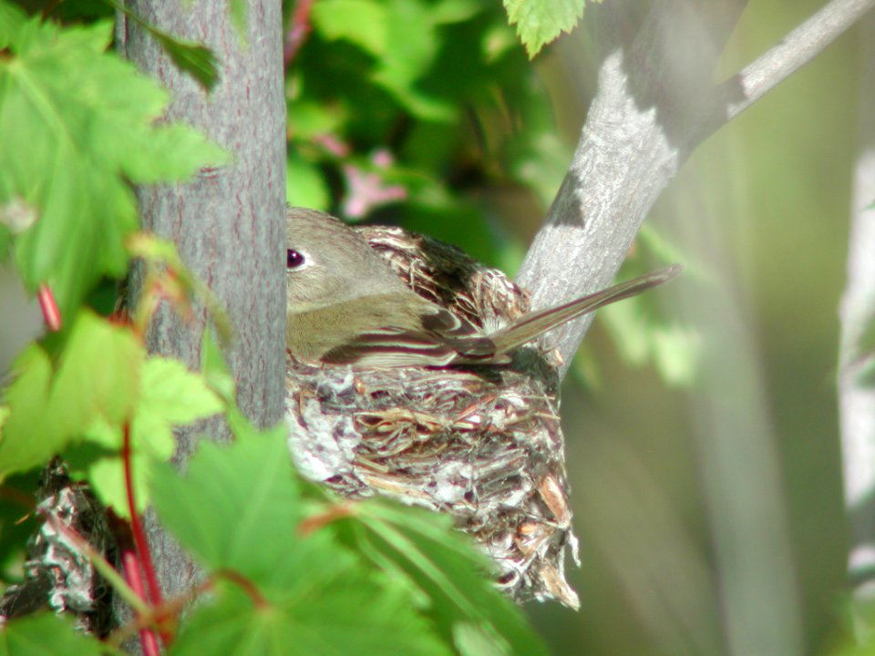 Dusky Flycatcher on nest, Ferndale MT