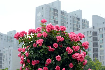 Olympic park rose rose festival
