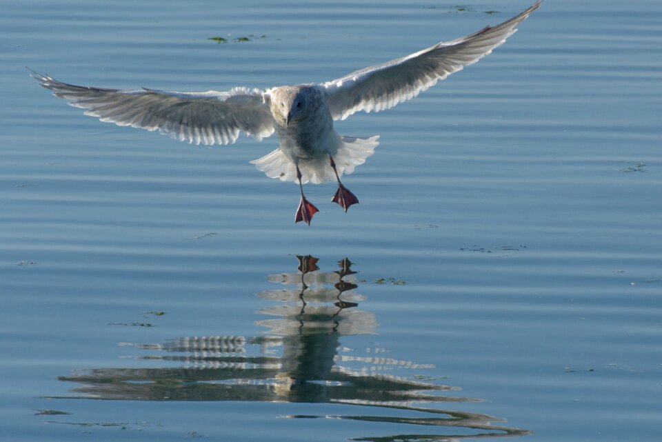 Ocean birds flying flight