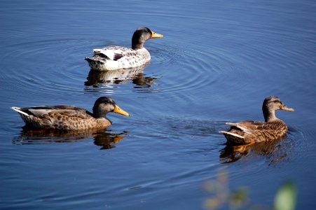 dutch duck's photo