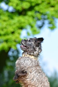 Dog show trick attention cute photo