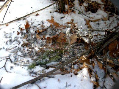 Sharp-shinned Hawk kill aftermath