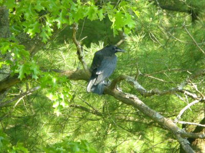 Common Raven (fledgling), May 24, 2012, Howard Christensen Nature Center