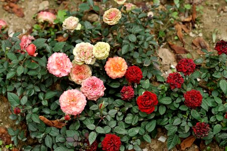 Flowers rose color