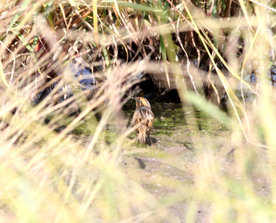 Nelson's Sparrow, McCool's Pond, Indiana, September 29, 2012