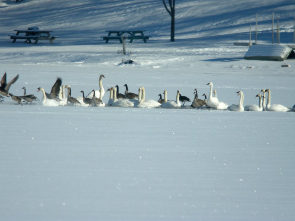 Tundra and Trumpeter Swans, Lincoln Lake, Kent Co., MI, January 21, 2012
