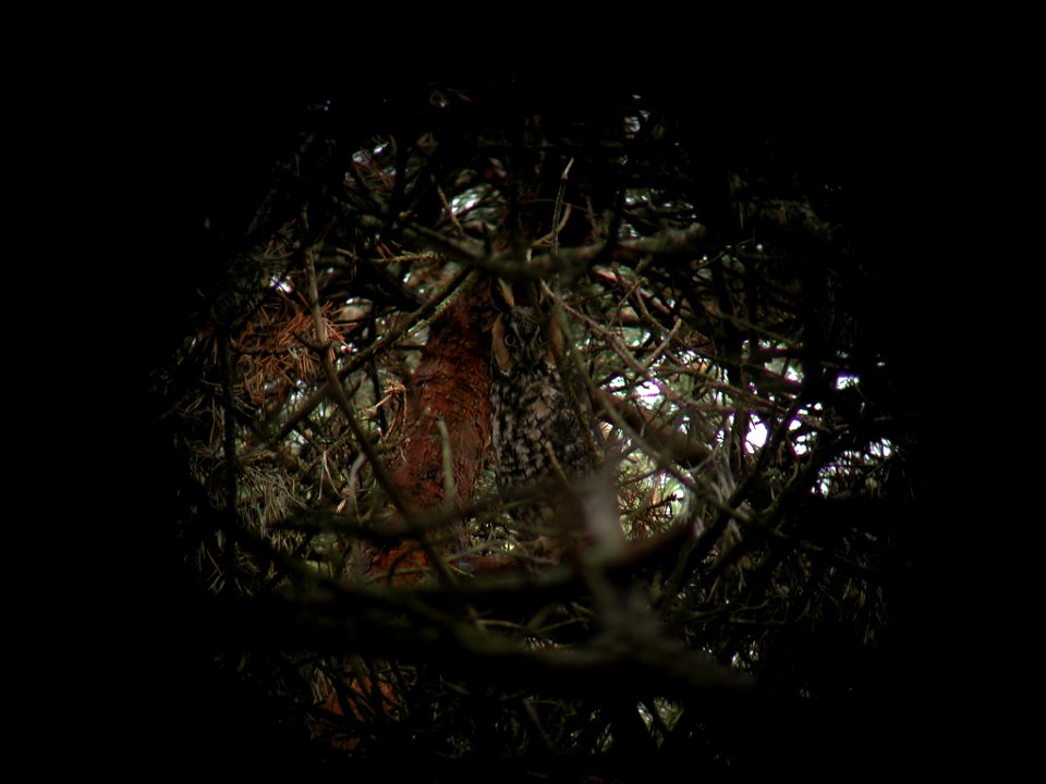 Long-eared Owl, undisclosed location, MI