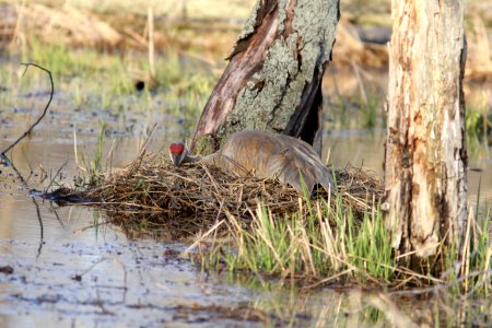Sandhill Crane on eggs, Calhoun Co., MI 22 April 2013