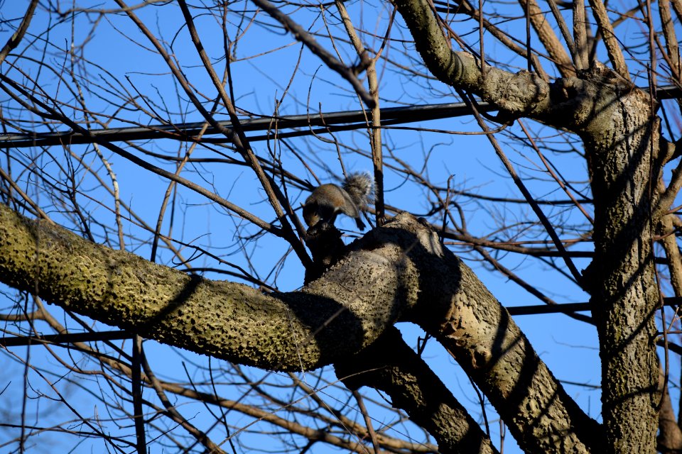Squirrel jumping in tree
