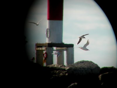 Little Gull and lighthouse