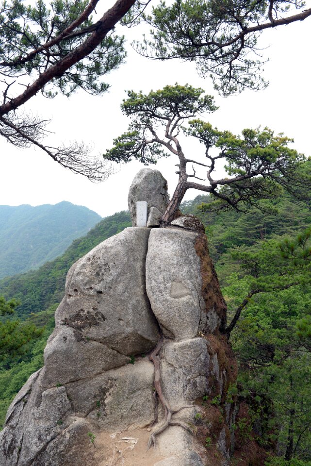 Root stone the power of nature