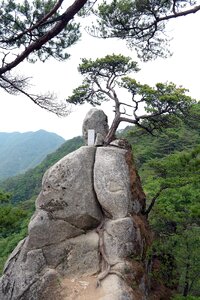 Root stone the power of nature photo