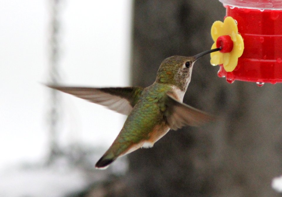 Rufous Hummingbird, Lowell, MI December 27, 2011