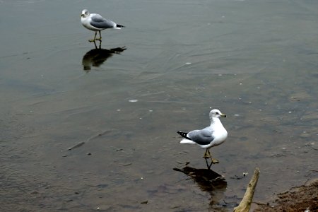 Ring-billed Gull photo