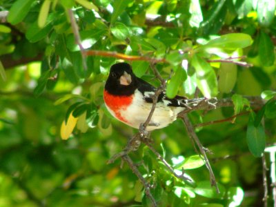 Rose-breasted Grosbeak, Cave Creek ranch, Portal AZ, May 8, 2008 (1st individual)