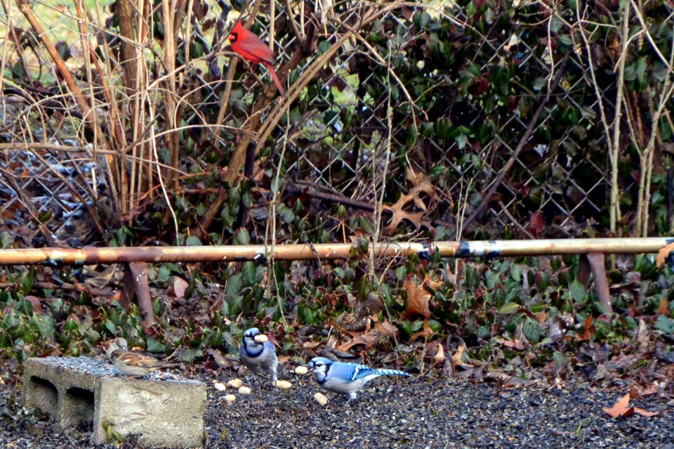 Bluebirds (Bluejays) picking up peanuts