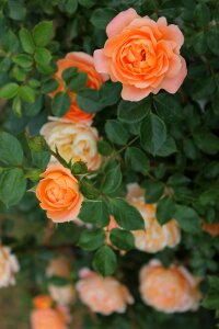 Flower orange garden photo