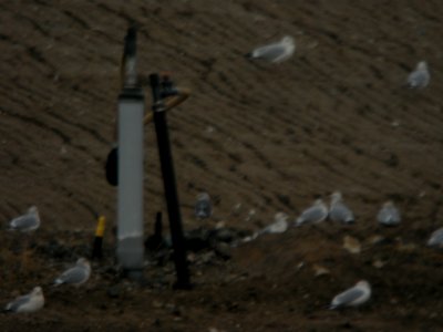 Lesser Black-backed Gull, Kent Co. landfill, 5 Dec 2011