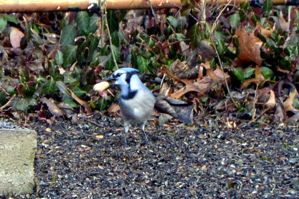 BlueJay, bluebird with peanut